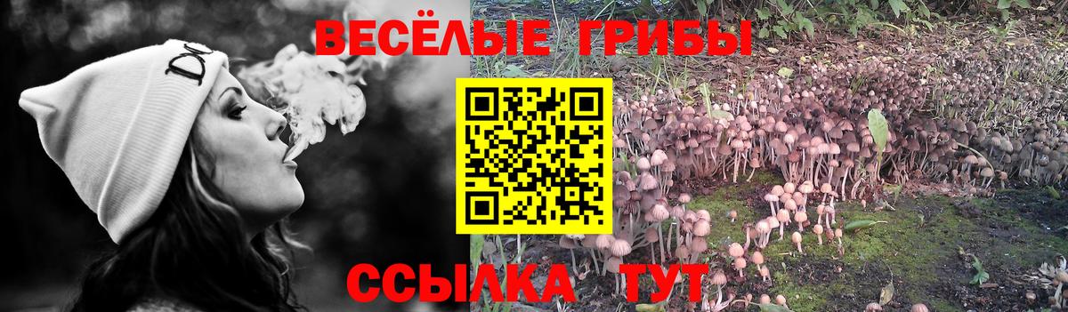Псилоцибиновые грибы Cubensis  Вход с VPN  Щёкино 
